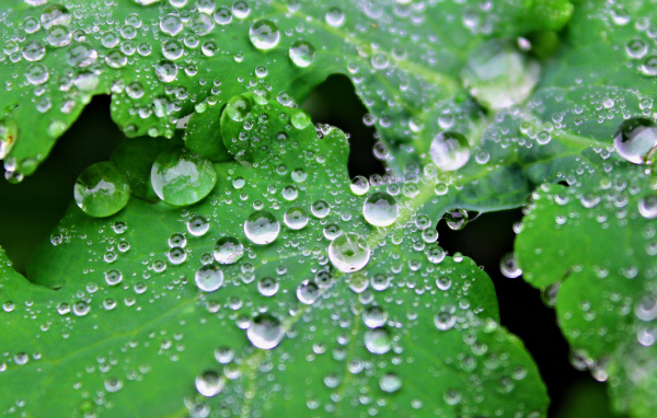 Капли воды на листьях