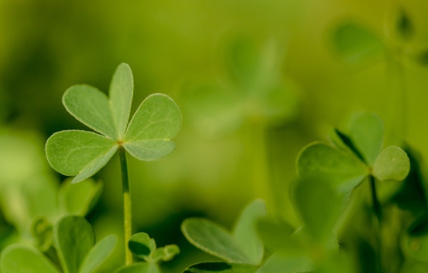 Молодой зеленый листик