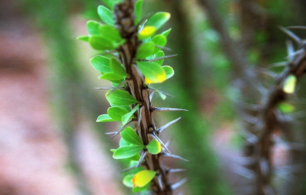Ветка растения с шипами