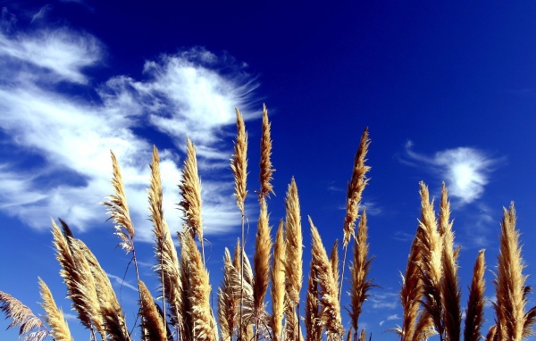 Трава на фоне синего неба