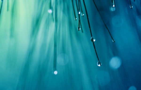 Капли воды на иголках дерева