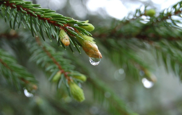 Весенние побеги