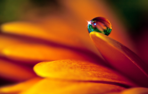 	   A drop on a petal