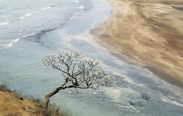 Цветущее дерево в Индии