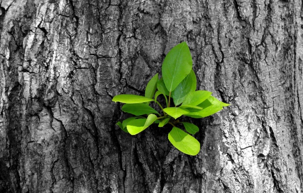 Зеленый росток на старом дереве
