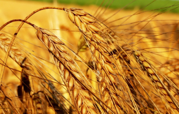 Тяжелые колосья пшеницы