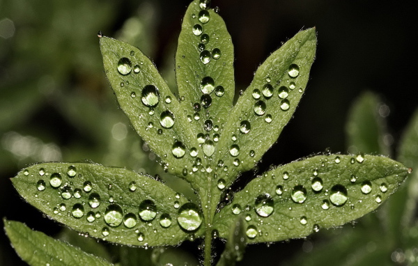 Большие капли на листьях