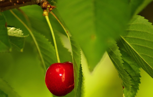 Одинокая вишня