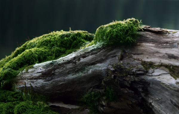 	   Moss on the old log
