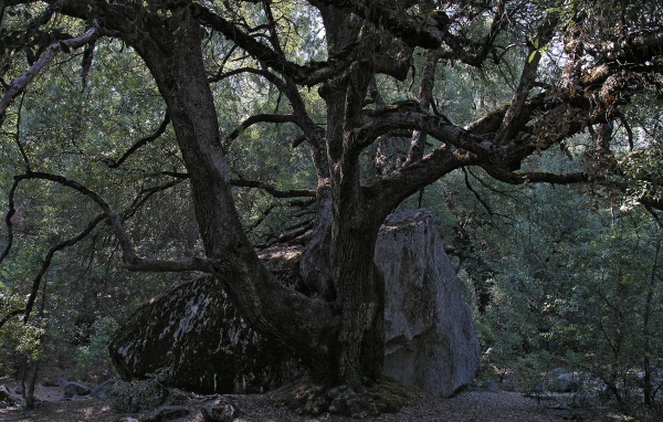 Старое дерево