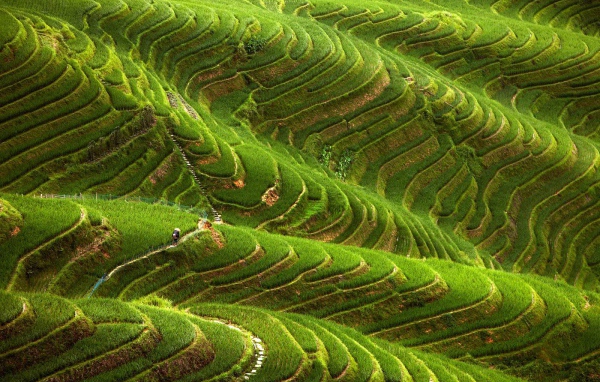 Чайные плантации в горах