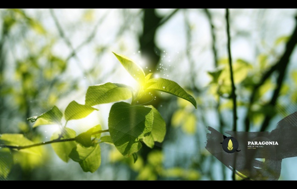 Ветка дерева