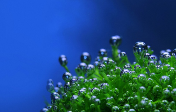 Пузырьки на растении