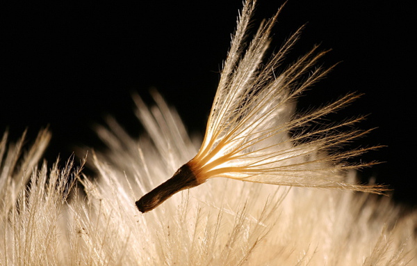 Пушинка одуванчика