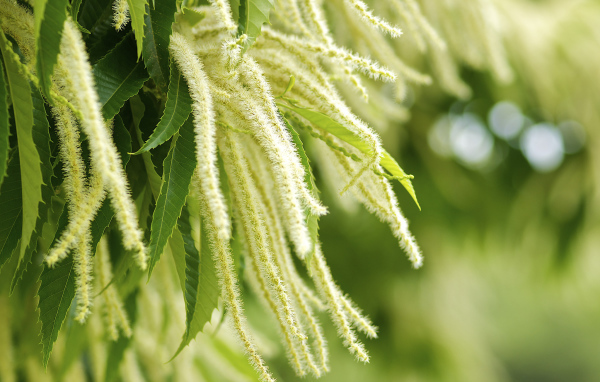 Листья и цветы дерева