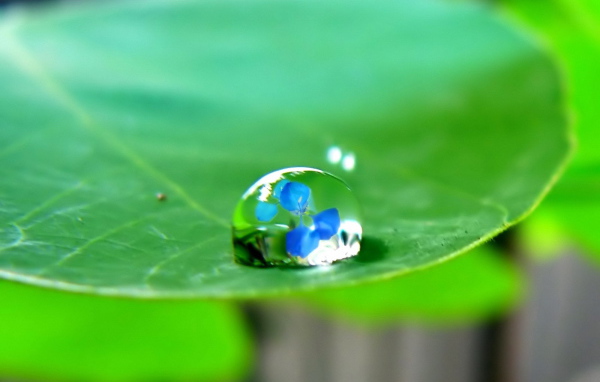 Отражение в капле