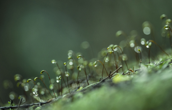 Ростки с каплями воды