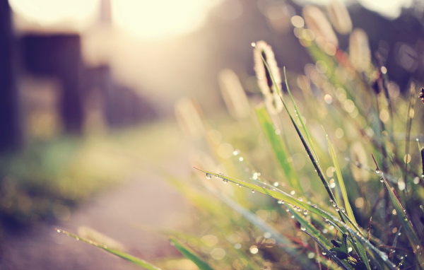 Капли воды на траве