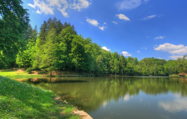 Густой лес на берегу озера