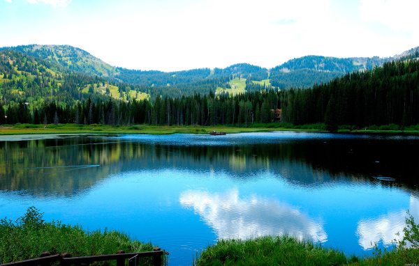 Утки плавают в озере
