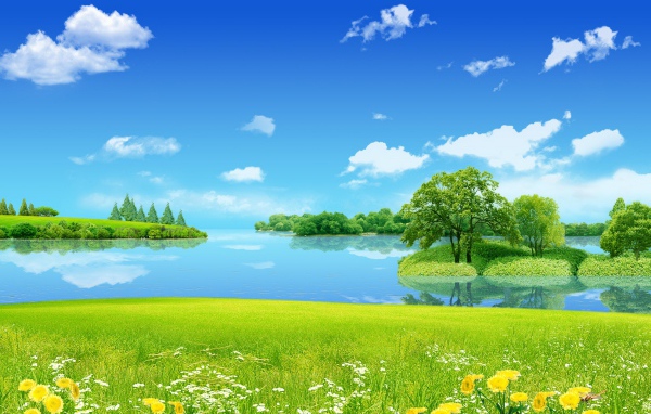 Цветы на лугу у озера