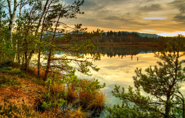 Лесное озеро на закате