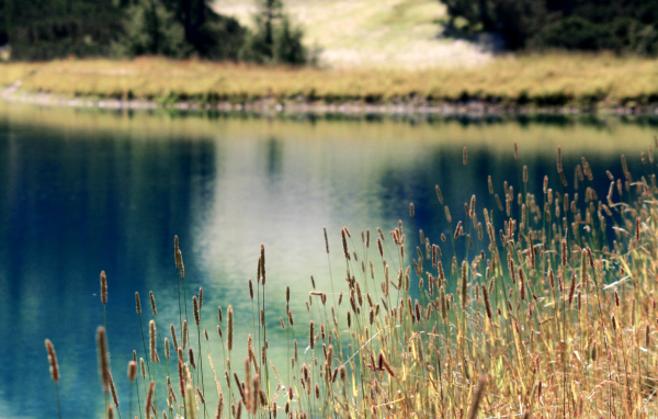 Растения на берегу озера