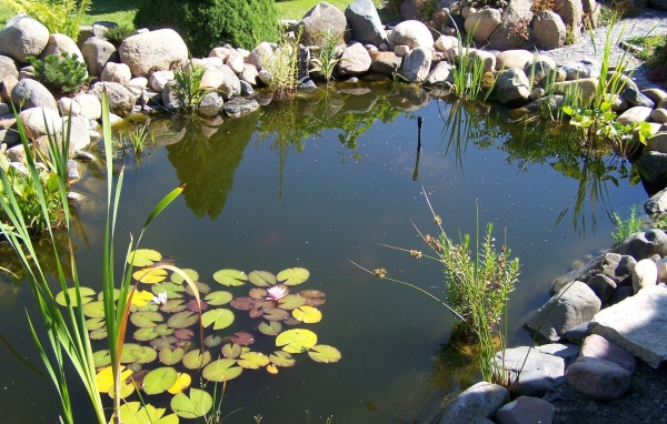 Пруд в саду