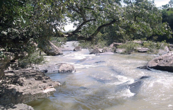 Каменистая река с деревьями на берегу