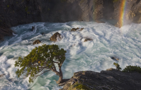 Дерево в горной реке