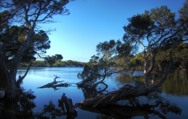Деревья затопленные водой