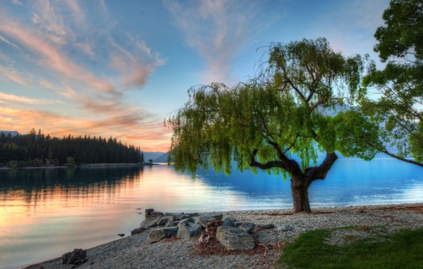 Дерево на берегу озера