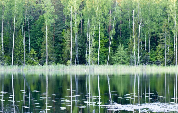 Лесное озеро в Польше