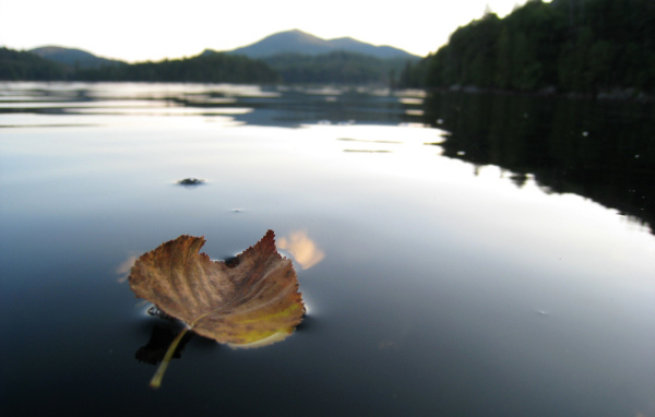 Листок на горном озере