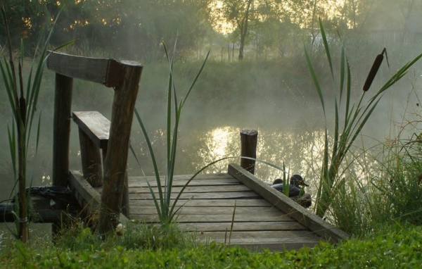 Утренний туман над прудом