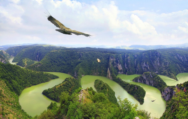 	   The eagle flying over the river