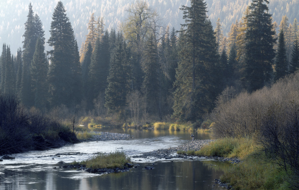 Река в лесу