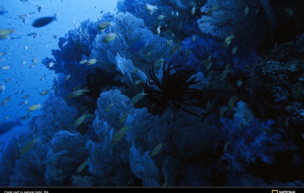 Голубое подводное царство