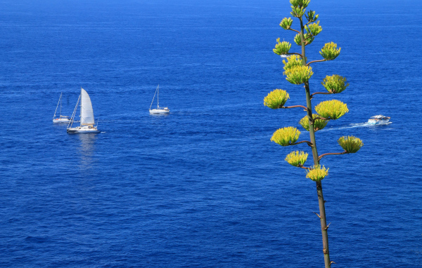 Парусники в море