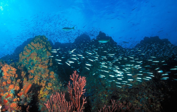 Подводный ландшафт