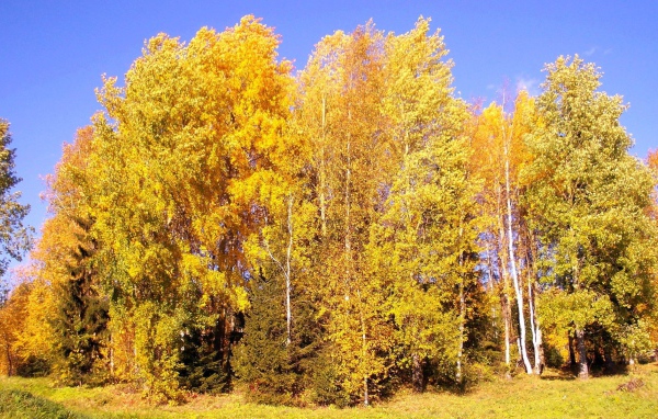 Autumn birch forest