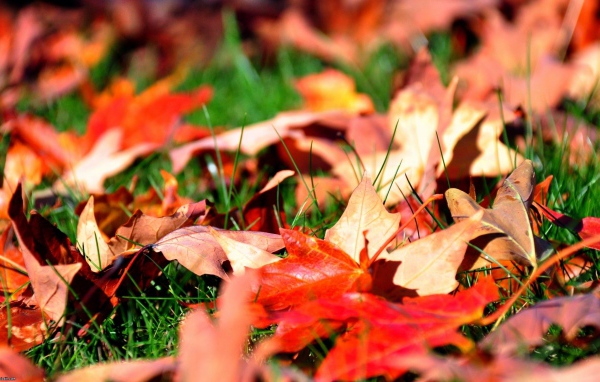 Осенние листья на траве
