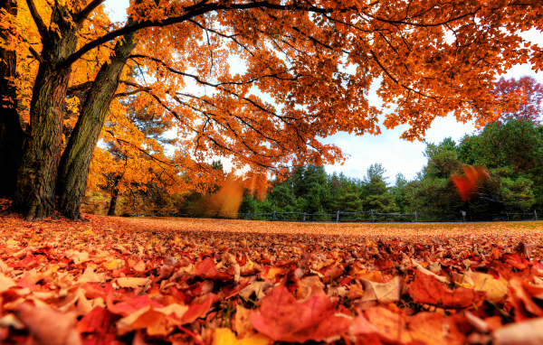 Beauty of autumn nature