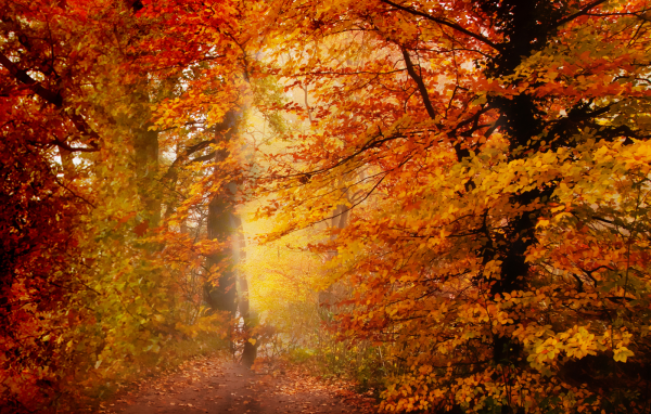 Quiet trail in autumn forest