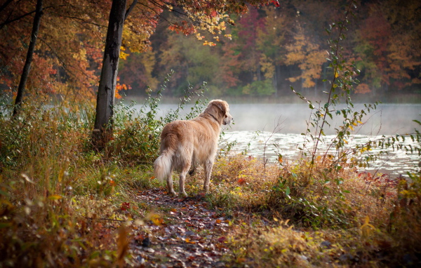 Собака у реки