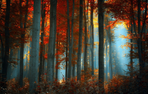 	   Fog in the autumn forest