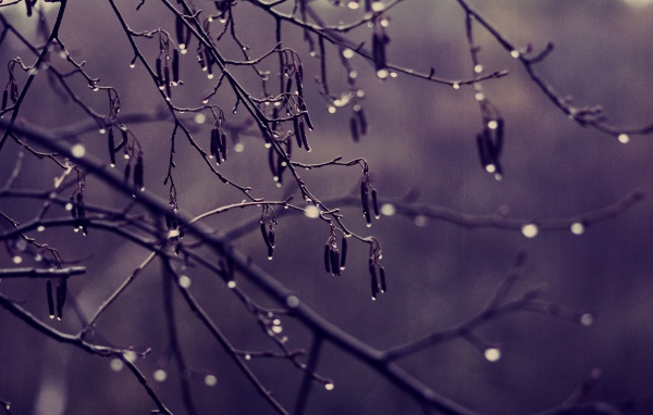 	   The tree with water drops on branches