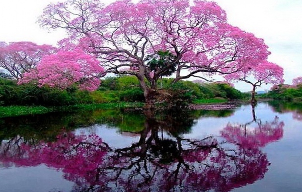 Flowering tree by the lake