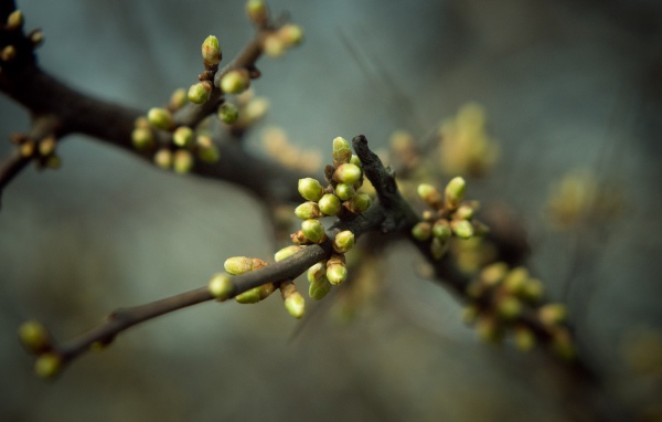 Весенние почки на ветке