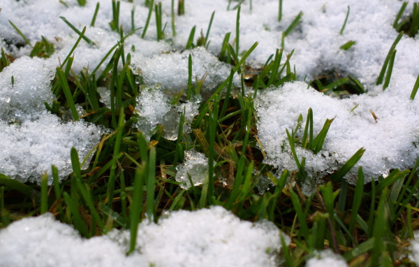 Spring grass from under the snow